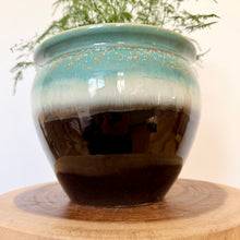 Load image into Gallery viewer, Asparagus Fern
