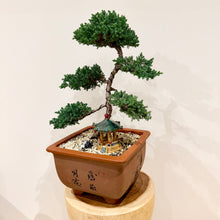 Load image into Gallery viewer, Large Juniper Squamata
