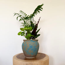 Load image into Gallery viewer, Parlour Palm Garden Mix
