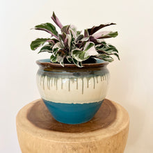 Load image into Gallery viewer, Calathea White Fusion
