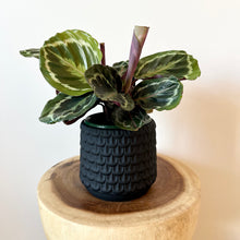 Load image into Gallery viewer, Calathea Medallion with Cover Pot
