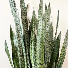 Load image into Gallery viewer, Sansevieria Zeylanica
