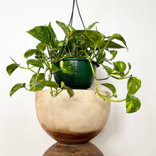 Load image into Gallery viewer, Devils Ivy Basket
