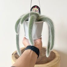 Load image into Gallery viewer, Monkey Tail Cactus
