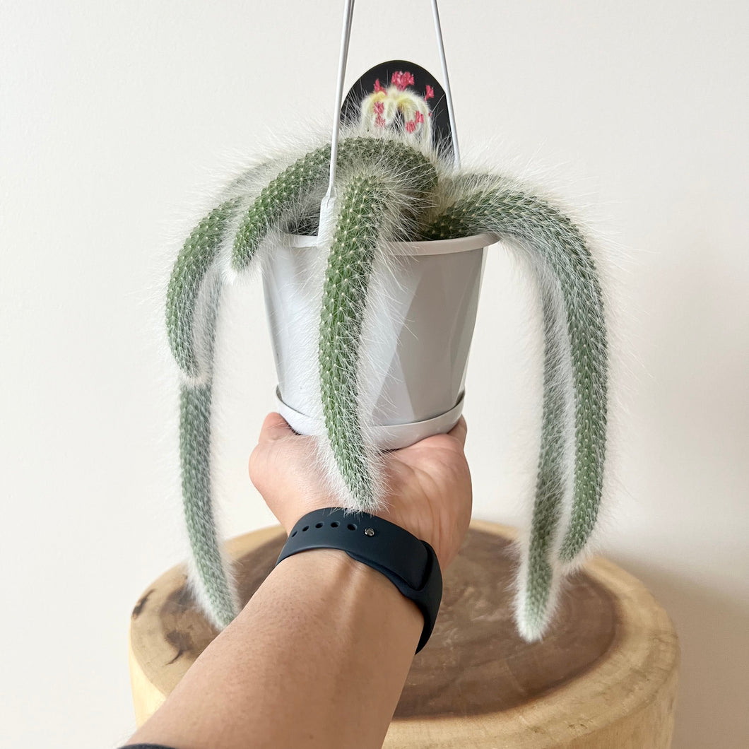 Monkey Tail Cactus