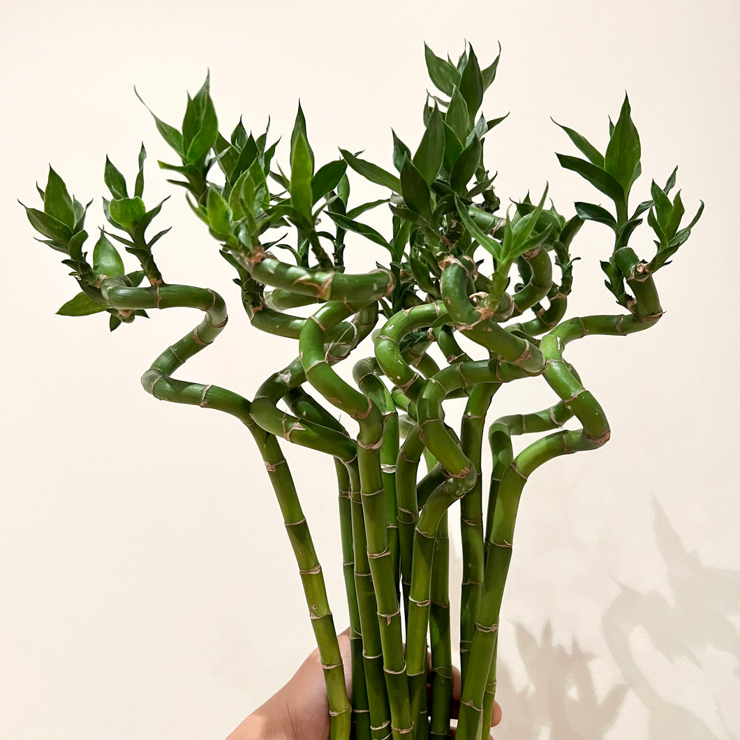 lucky bamboo curl Lucky Curly Bamboo Canes – B&G Plants and Pottery
