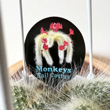 Load image into Gallery viewer, Monkey Tail Cactus
