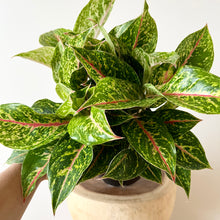 Load image into Gallery viewer, Aglaonema Night Sparkle
