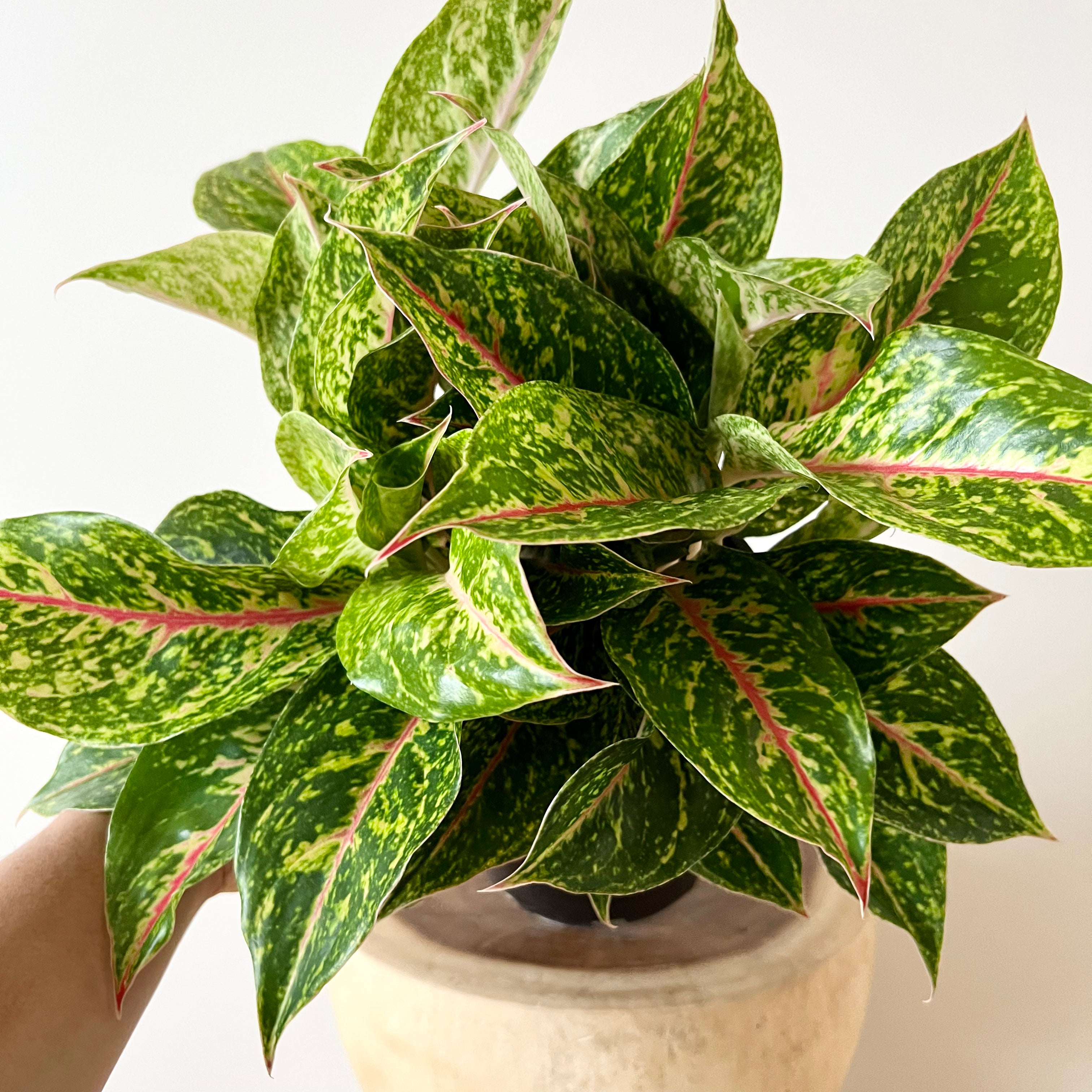 night sparkle aglaonema Aglaonema Night Sparkle – B&G Plants and Pottery