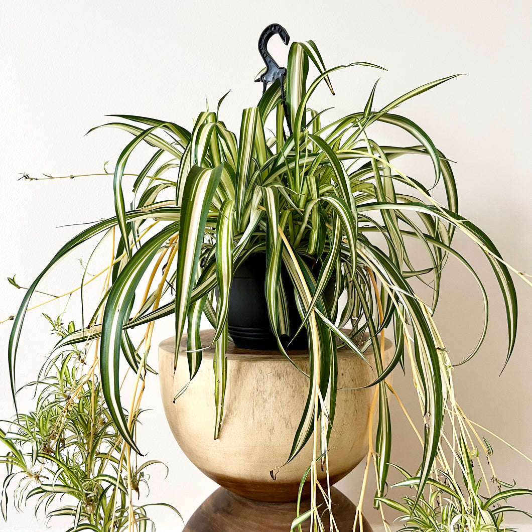 Variegated Spider Plant