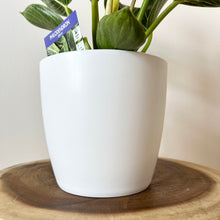 Load image into Gallery viewer, Philodendron Birkin with Cover Pot
