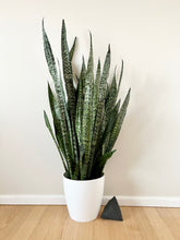 Load image into Gallery viewer, Sansevieria Zeylanica
