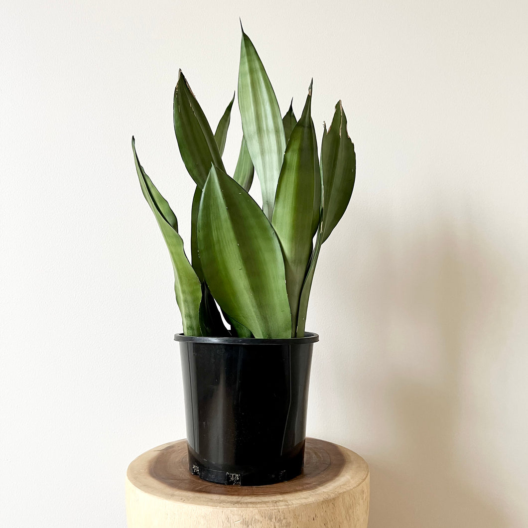 Sansevieria Moonshine