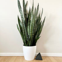 Load image into Gallery viewer, Sansevieria Zeylanica
