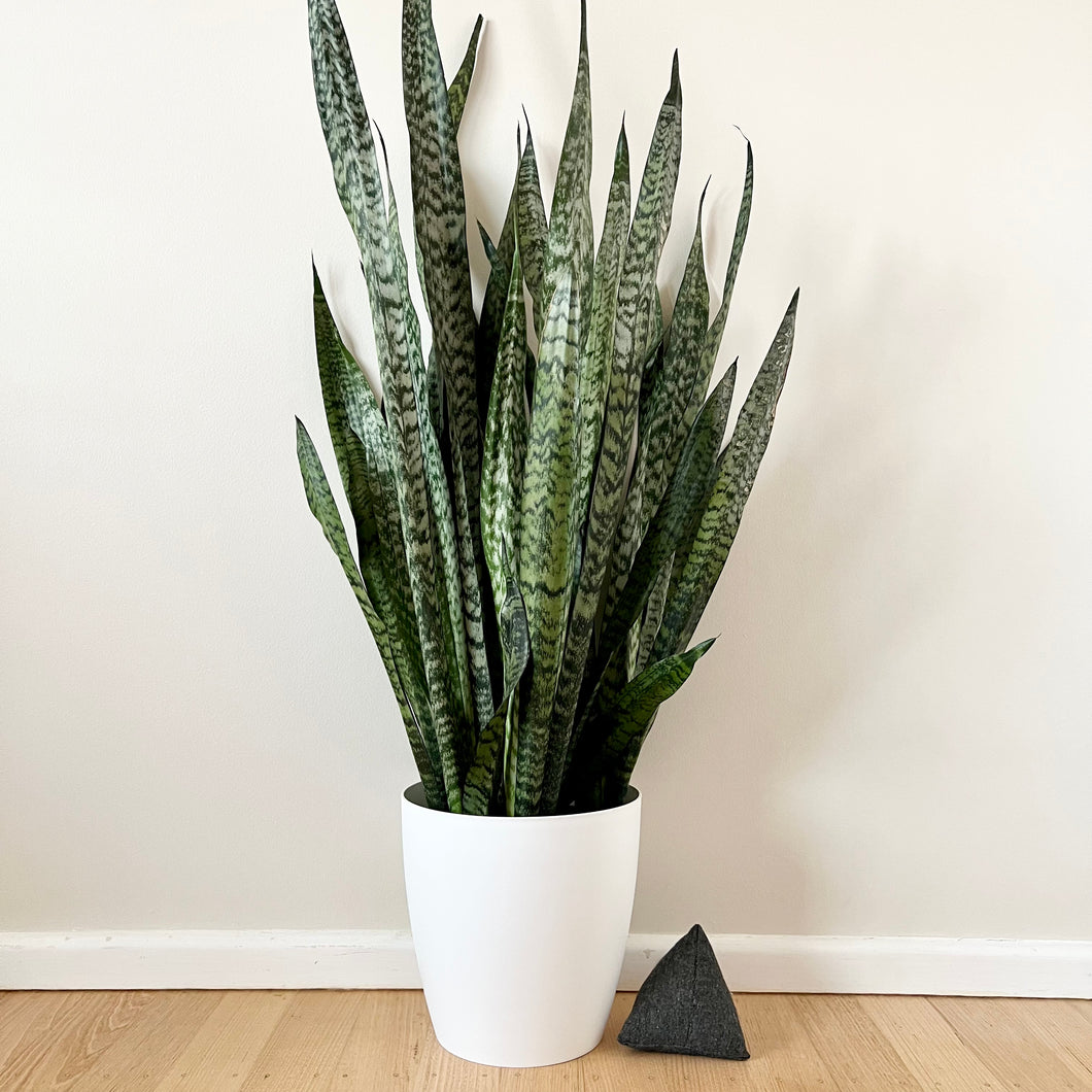 Sansevieria Zeylanica