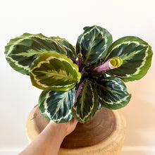 Load image into Gallery viewer, Calathea Medallion with Cover Pot
