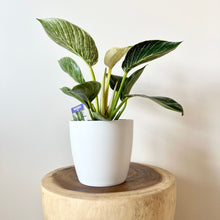 Load image into Gallery viewer, Philodendron Birkin with Cover Pot
