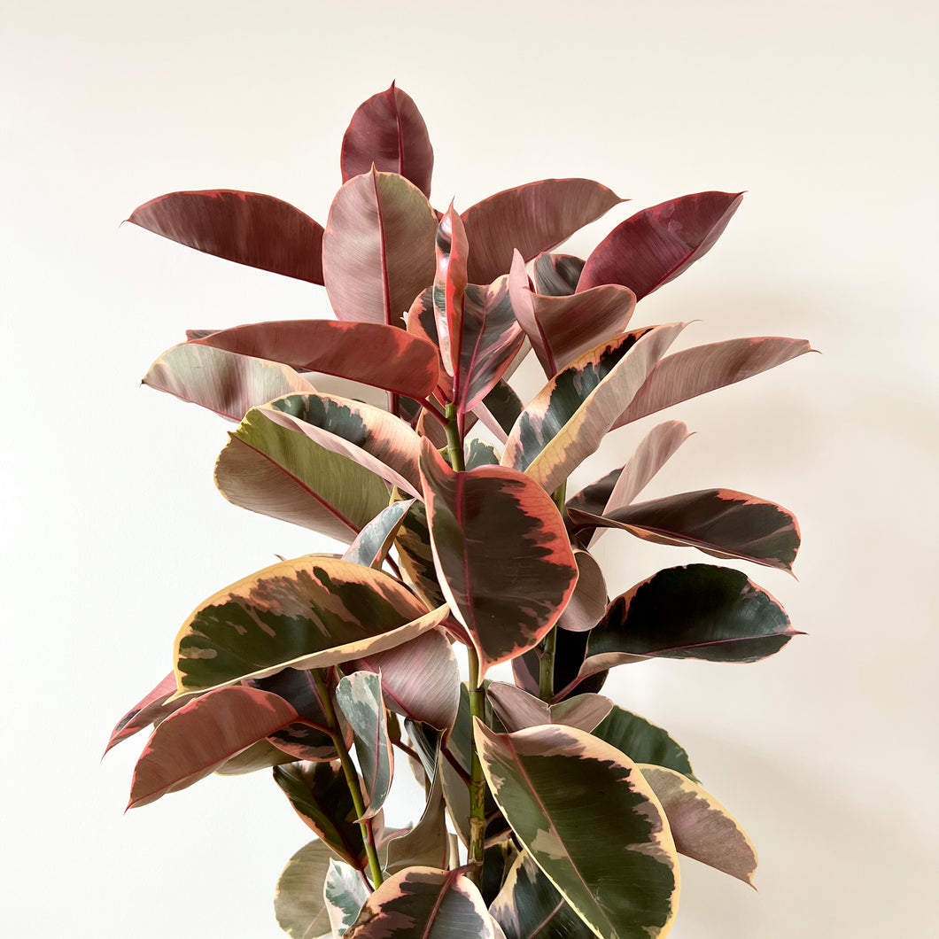 Ficus Ruby