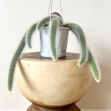 Load image into Gallery viewer, Monkey Tail Cactus
