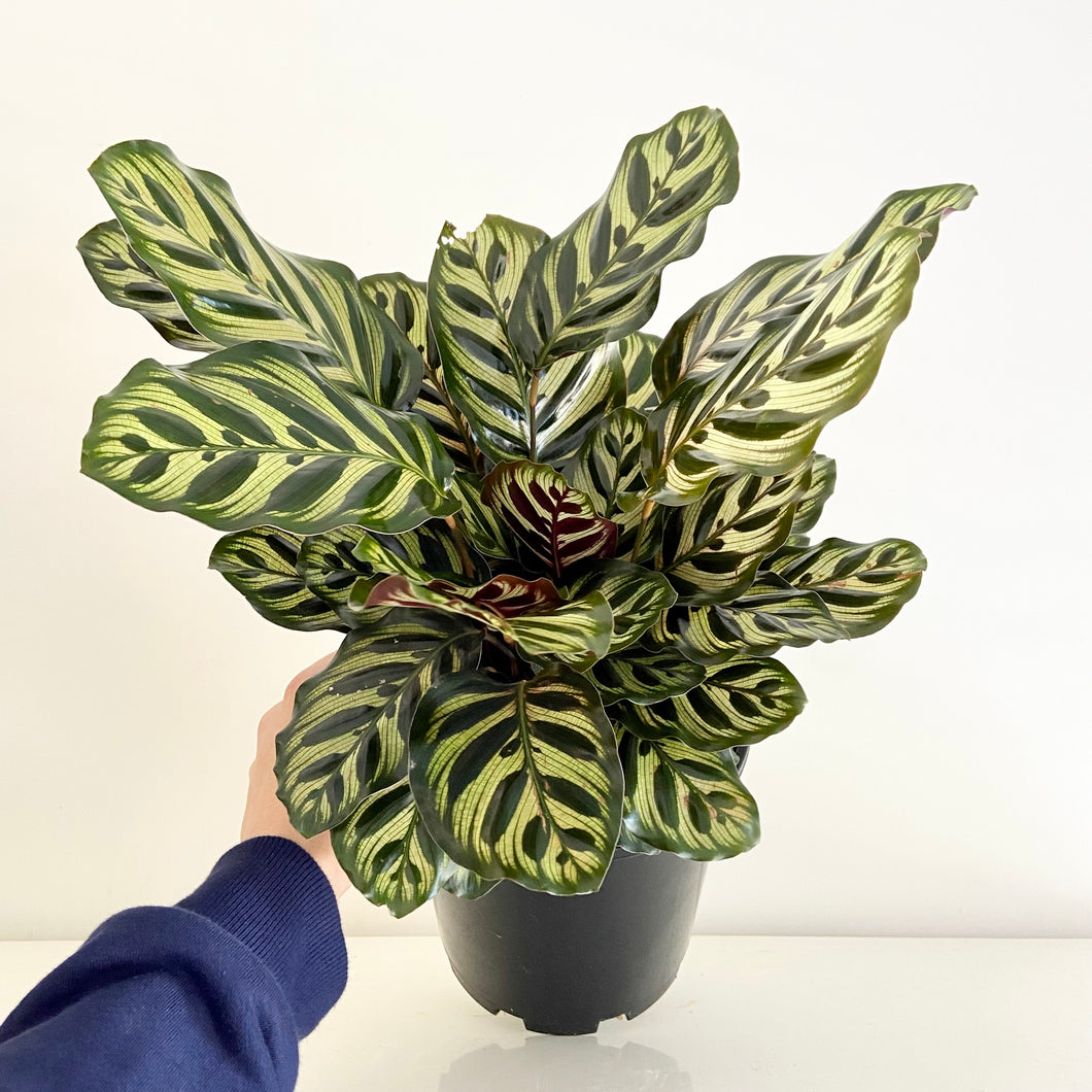 Calathea Makoyana