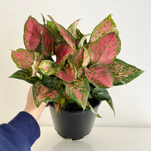 Load image into Gallery viewer, Red Aglaonema (Chinese Evergreen)
