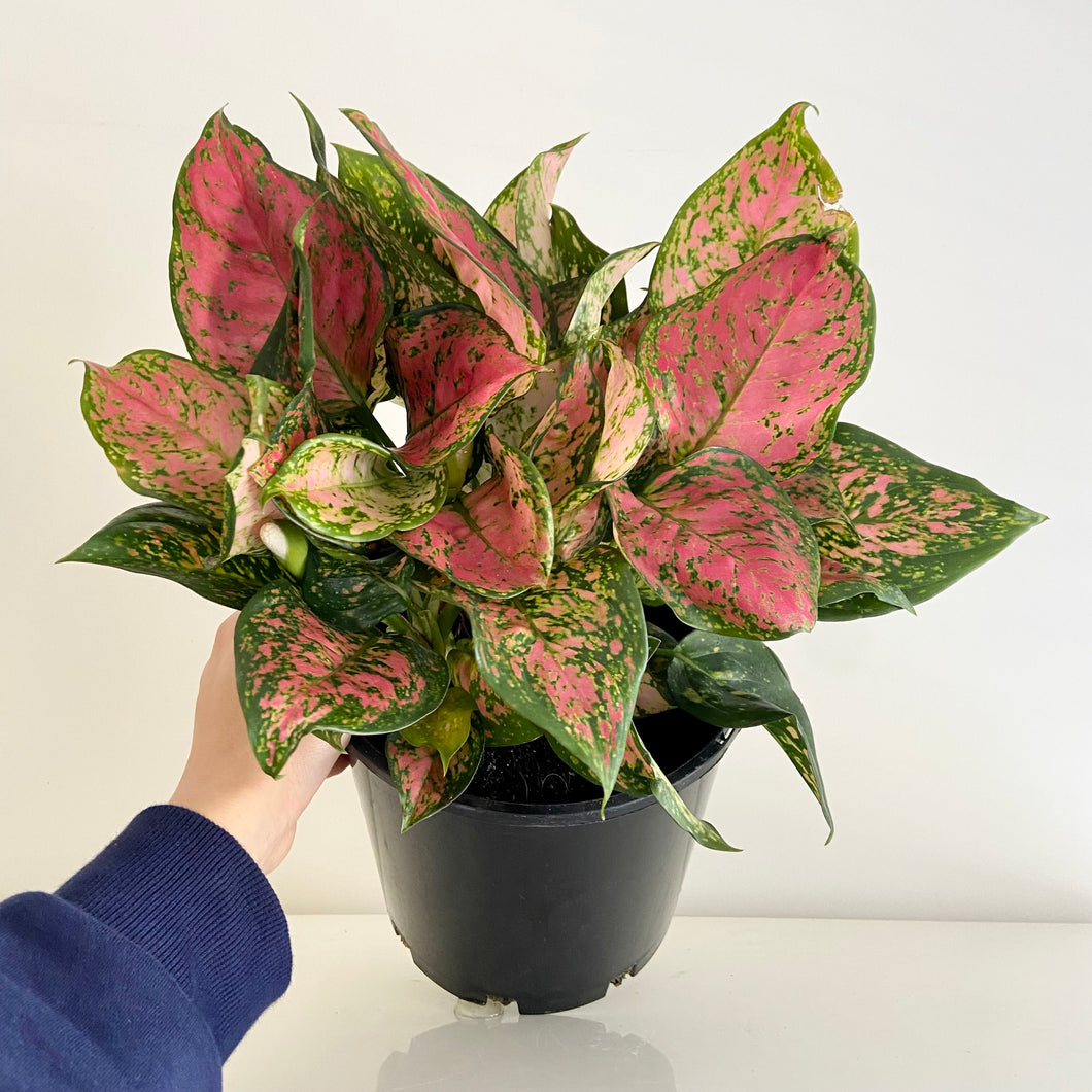 Red Aglaonema (Chinese Evergreen)