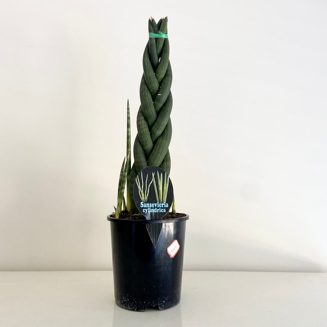 XL Braided Sanseveria Cylindrica