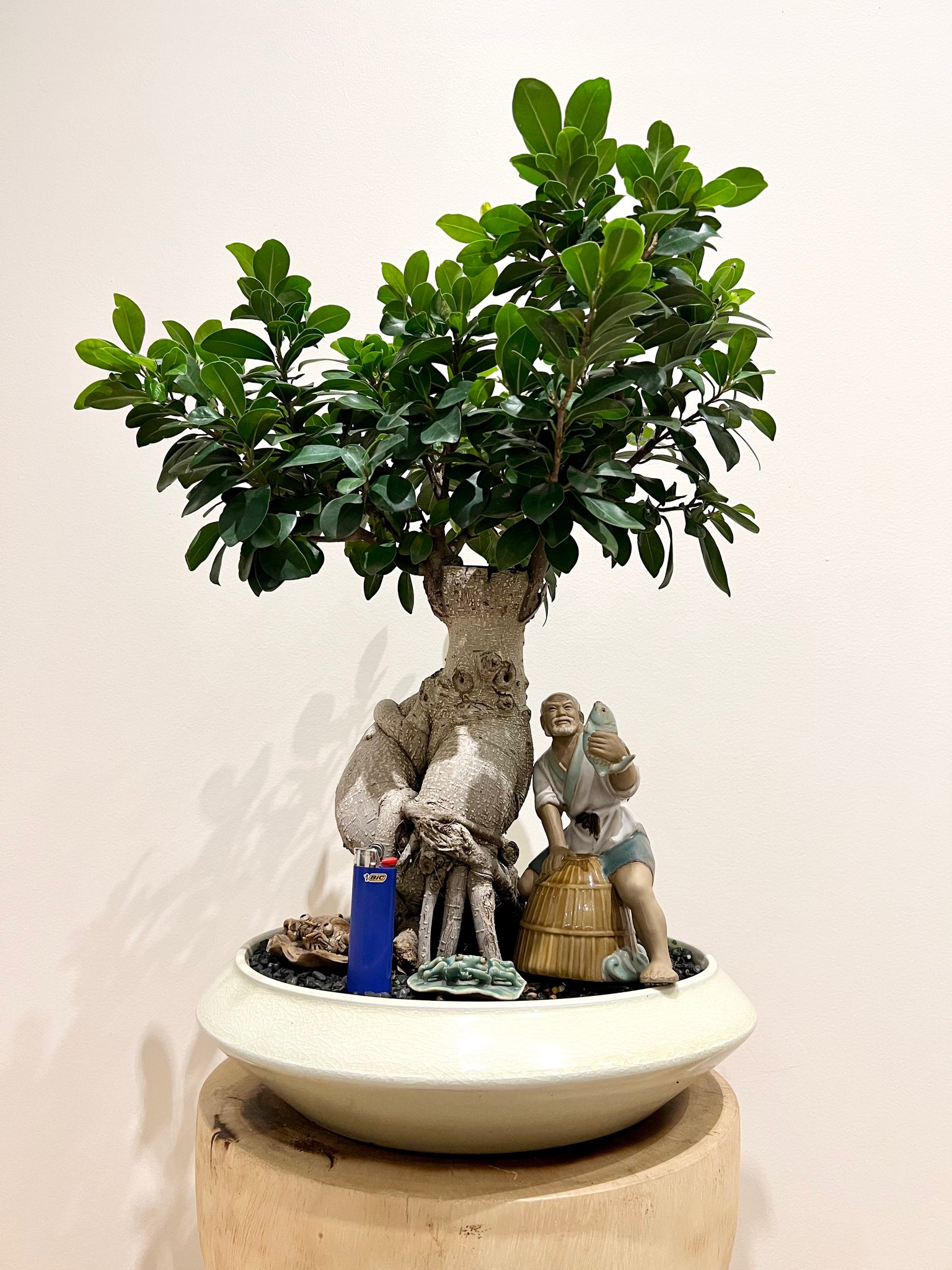 bonsai tree with fisherman XL Buddha Belly Bonsai with Fisherman – B&G Plants and Pottery