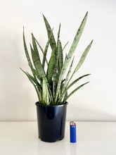 Load image into Gallery viewer, Sansevieria Silver Princess
