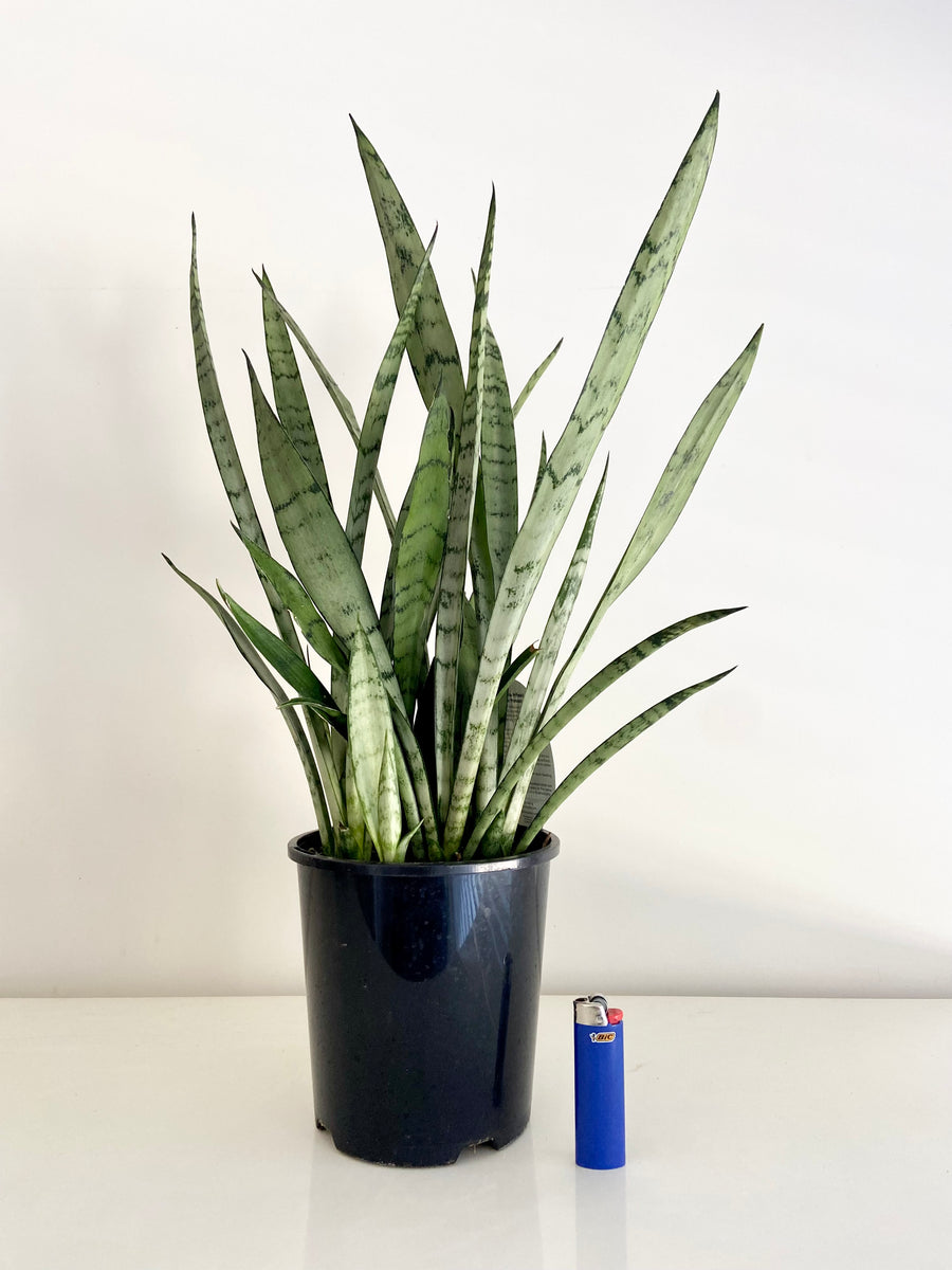 Sansevieria Silver Princess – B&g Plants And Pottery