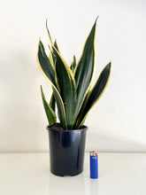 Load image into Gallery viewer, Sansevieria Black Gold
