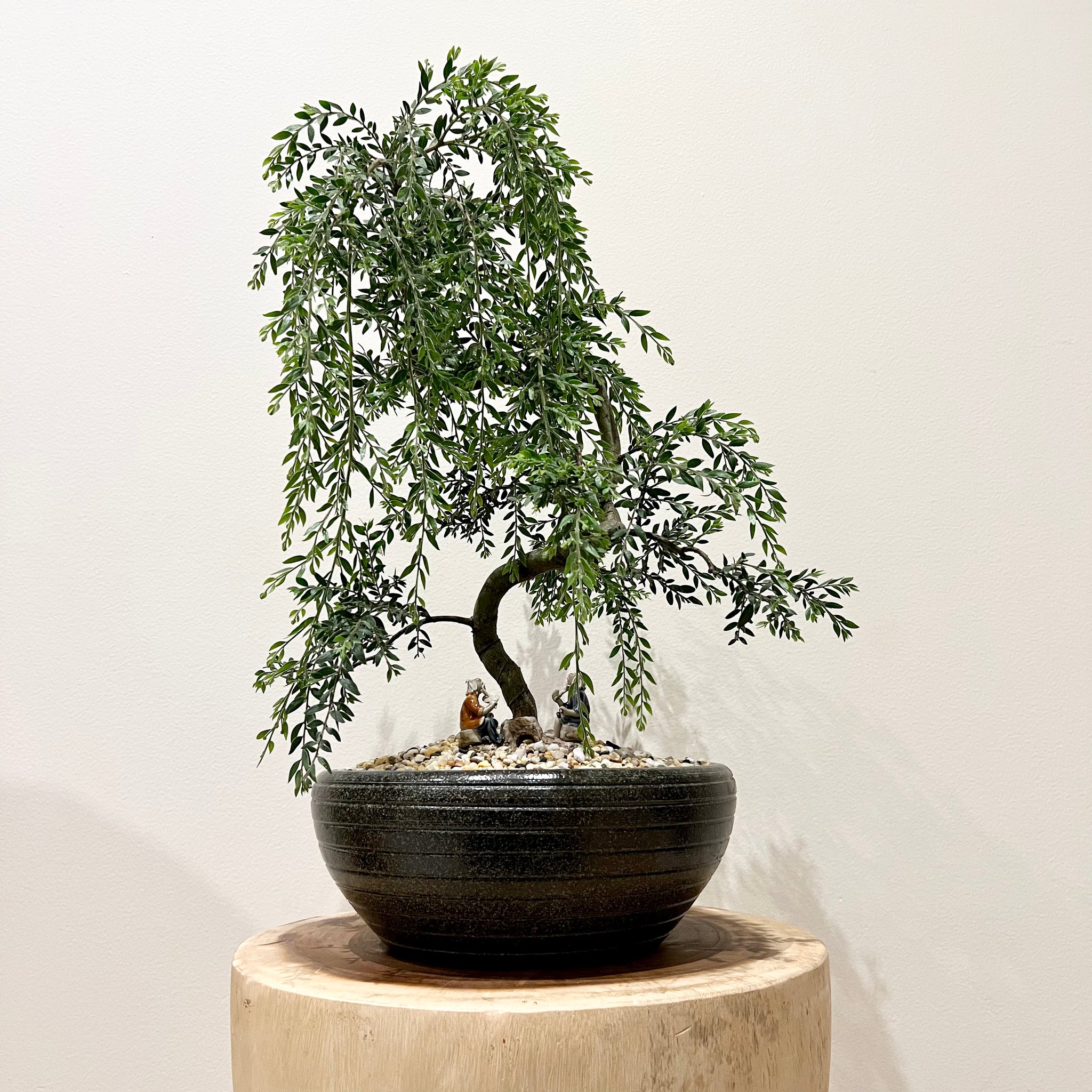 bonsai tree acacia Acacia Howittii – B&G Plants and Pottery
