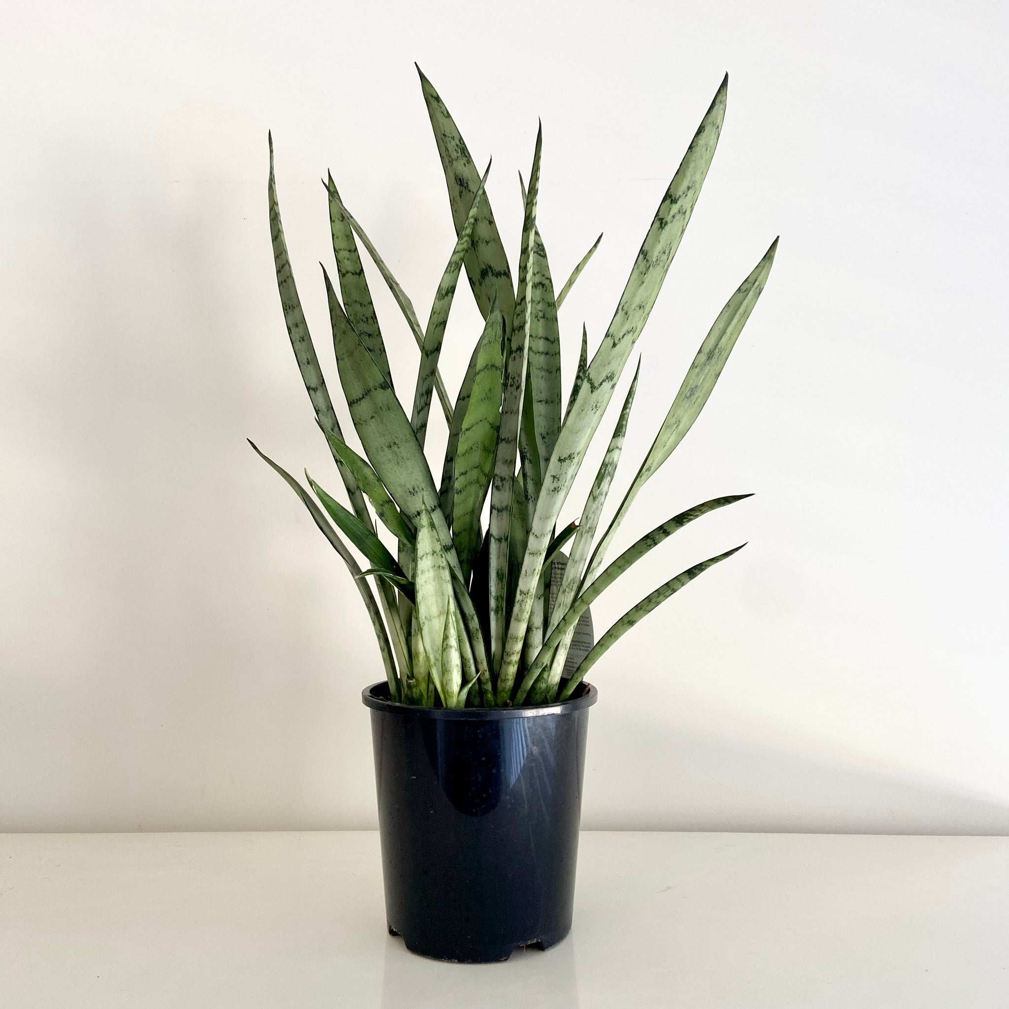 sansevieria trifasciata silver princess Sansevieria Silver Princess