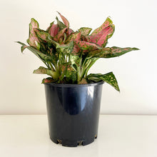 Load image into Gallery viewer, Red Aglaonema (Chinese Evergreen)
