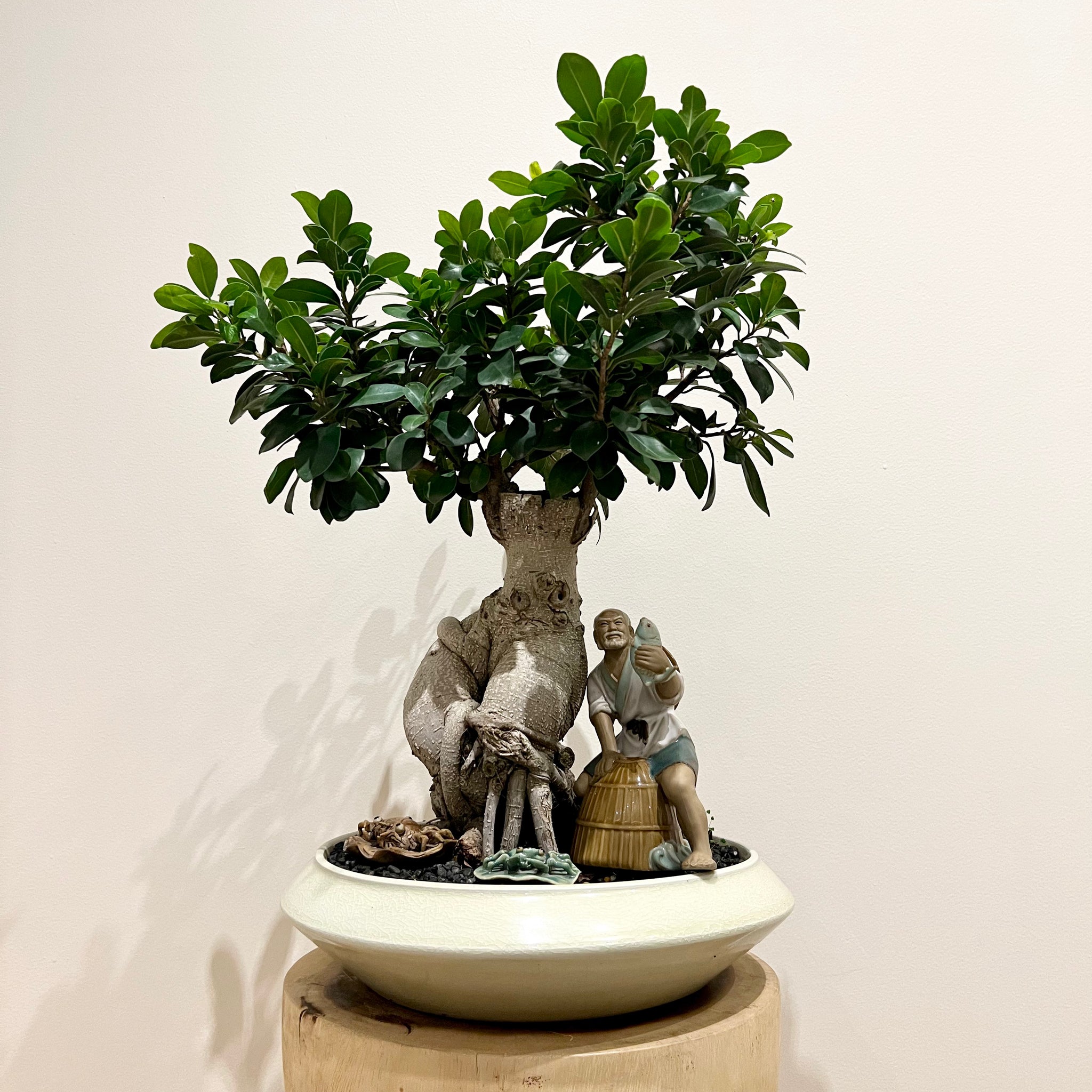 XL Buddha Belly Bonsai with Fisherman – B&G Plants and Pottery