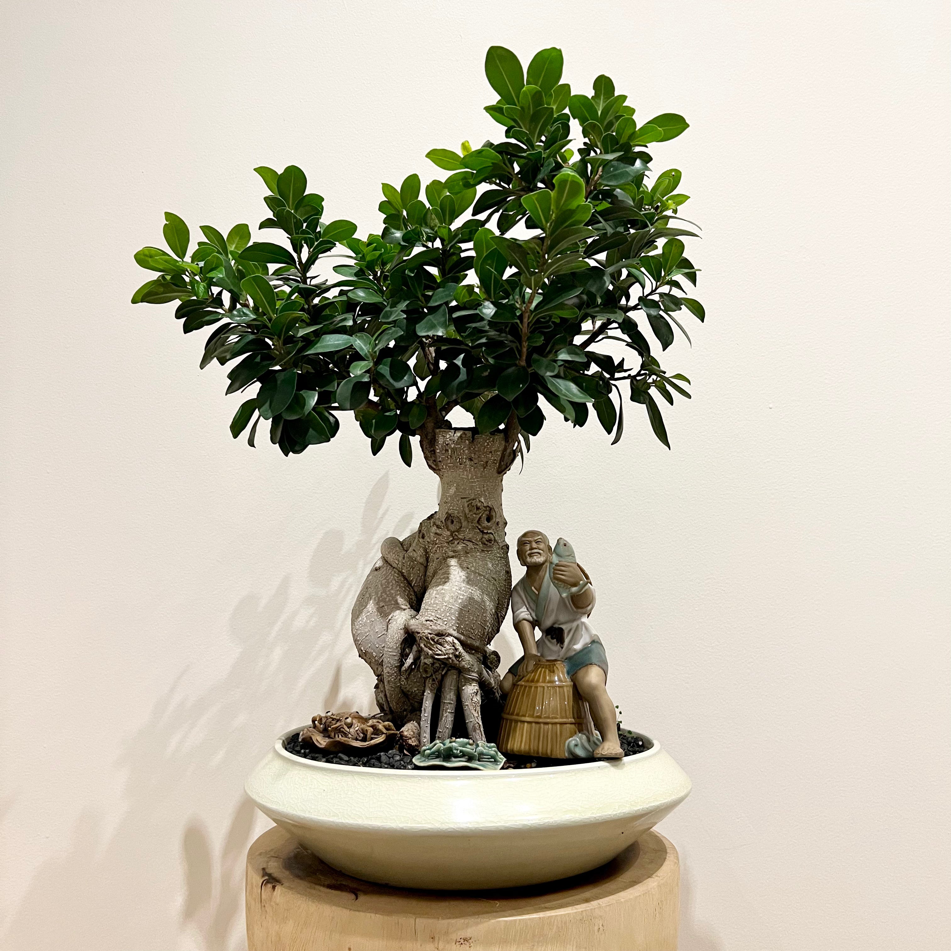 buddha belly bonsai tree XL Buddha Belly Bonsai with Fisherman