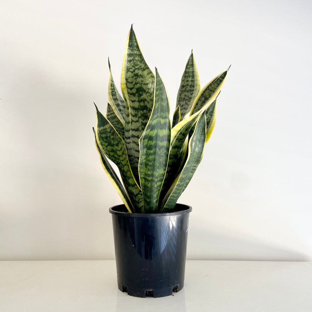 Sansevieria Superba