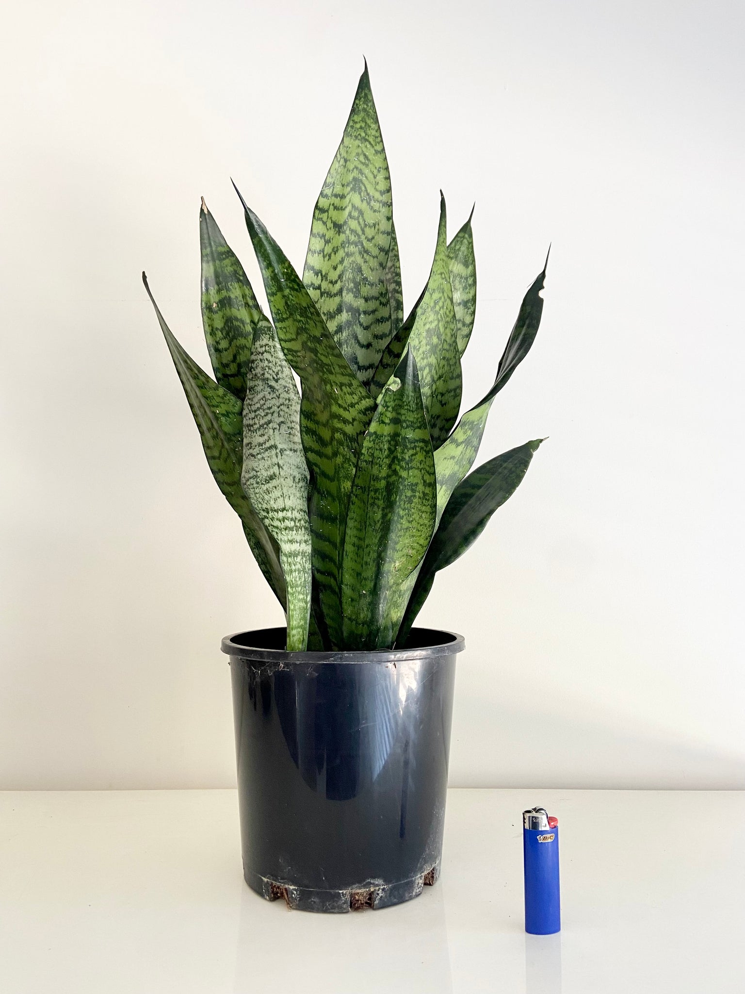sansevieria exterior sol Sansevieria Sunrise – B&G Plants and Pottery