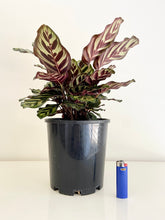 Load image into Gallery viewer, Calathea Makoyana
