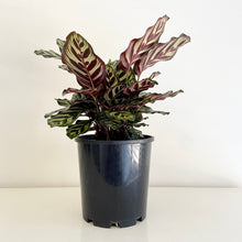 Load image into Gallery viewer, Calathea Makoyana
