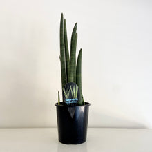 Load image into Gallery viewer, XL Sanseveria Cylindrica
