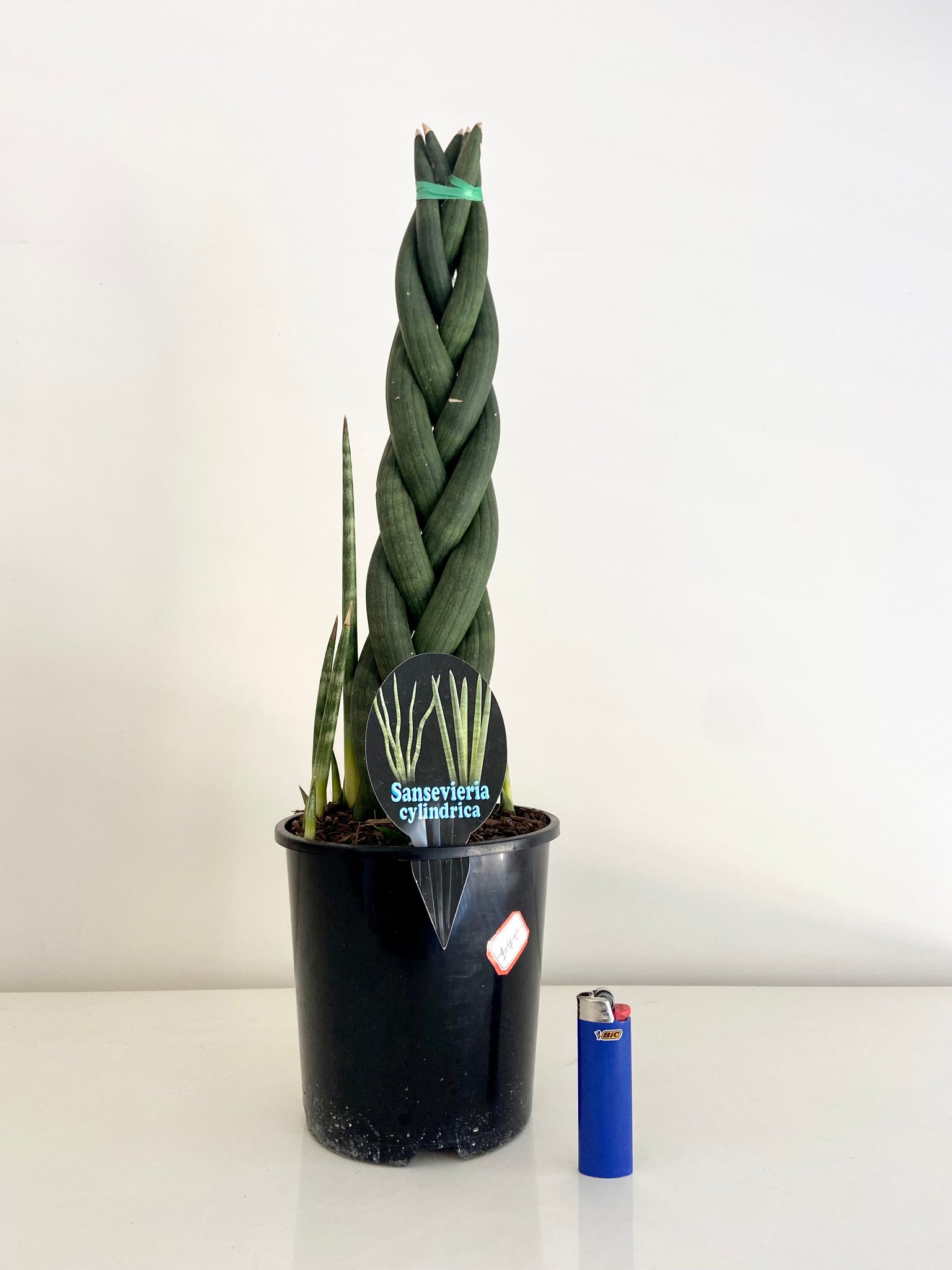 sansevieria xl XL Braided Sanseveria Cylindrica – B&G Plants and Pottery