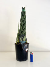 Load image into Gallery viewer, XL Braided Sanseveria Cylindrica
