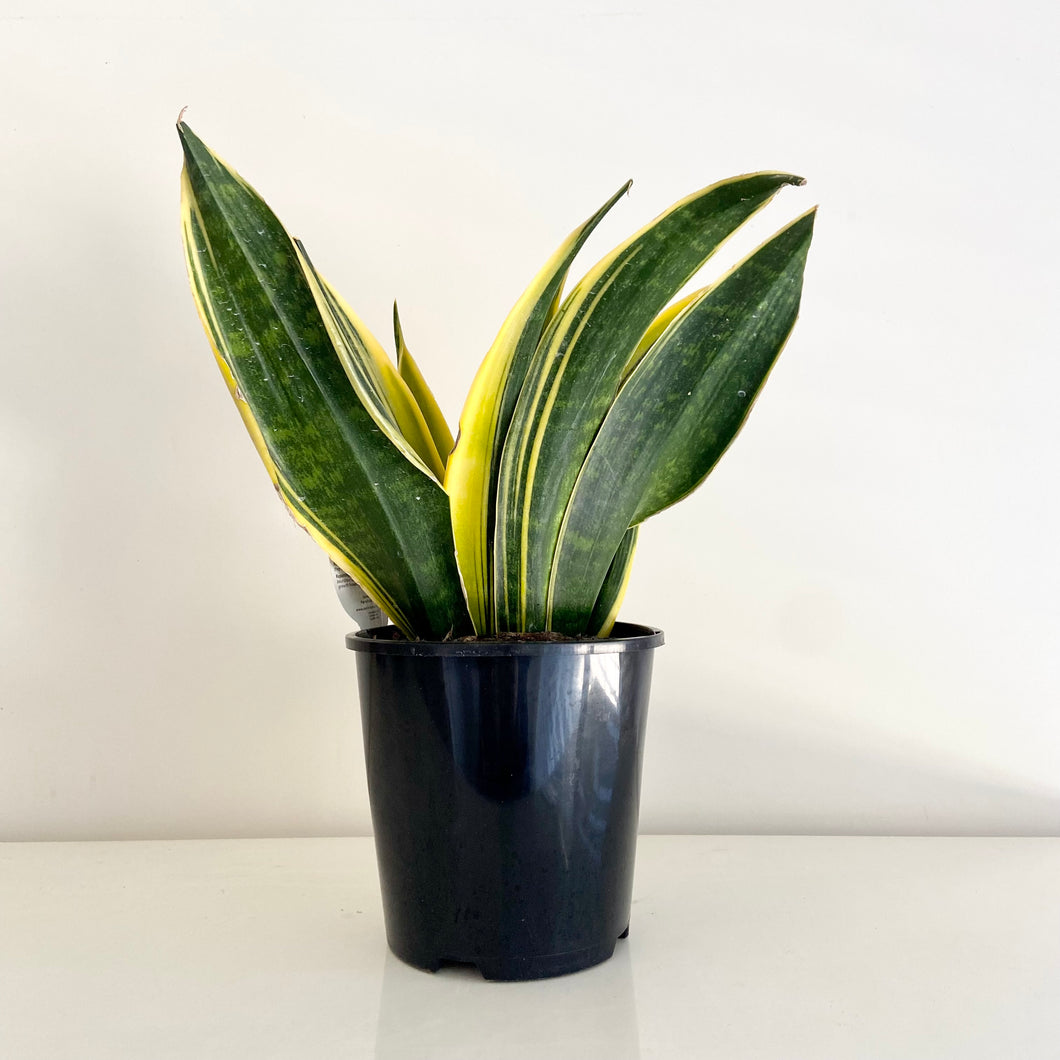 Sansevieria Golden Flame