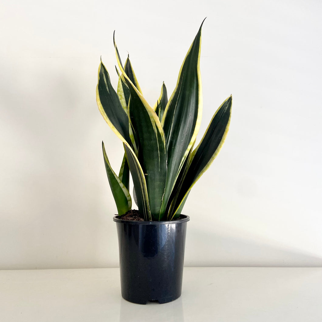 Sansevieria Black Gold