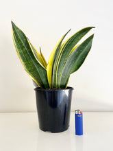 Load image into Gallery viewer, Sansevieria Golden Flame
