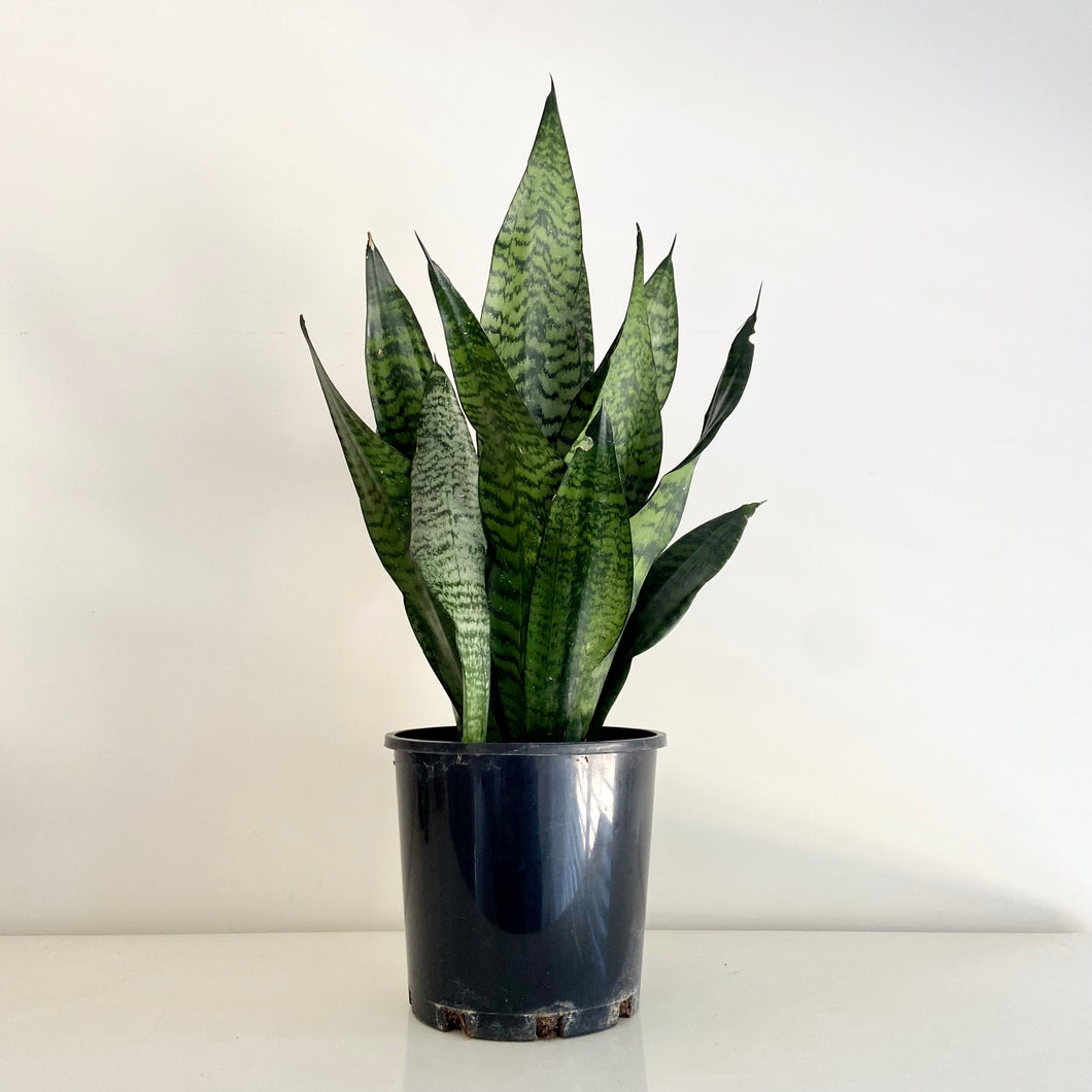 Sansevieria Sunrise